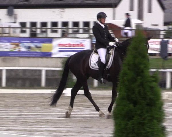 Reitturnier Melle-Ostenfelde 2016