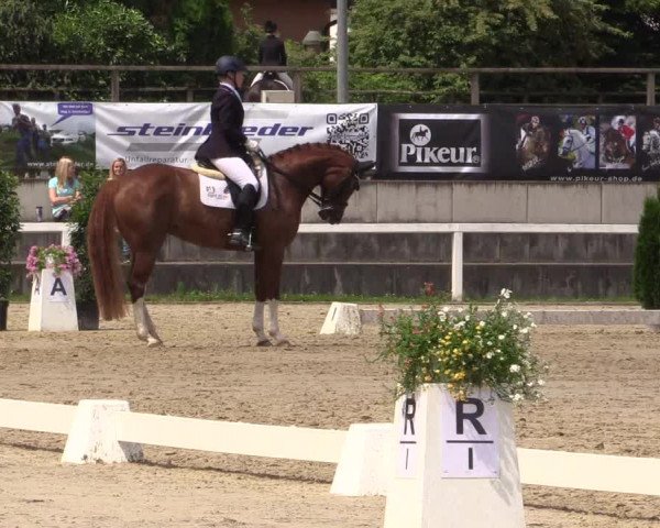 Reitturnier Melle-Ostenfelde 2016