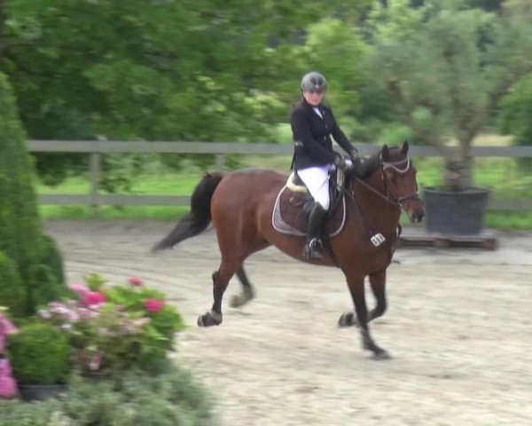 Reitturnier Kalenborn Hegehof 2016