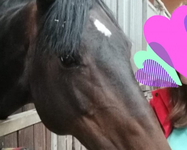 broodmare Sharina 26 (Holsteiner, 2002, from Lasino)