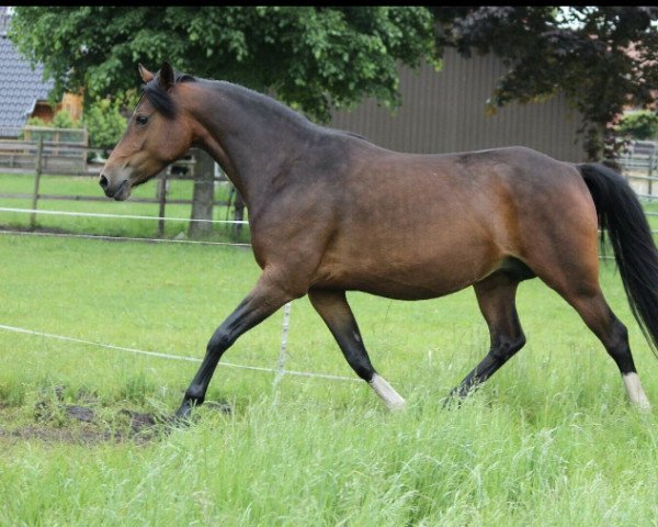 broodmare Hesselteichs Grace Kelly (German Riding Pony, 2010, from Gandalf)