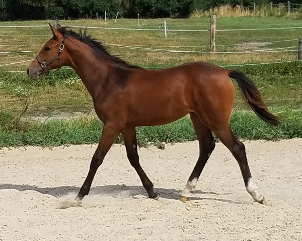 jumper Cathleen 48 (Westphalian, 2019, from Comme il Faut)