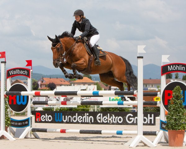 Springpferd Happy Cliona (Schweizer Warmblut, 2010, von Clerus)