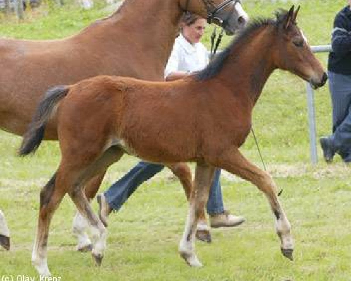 Pferd Lorelei (Württemberger, 2004, von Lancino de L)
