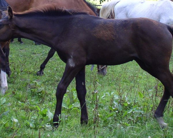 horse É Voila (Württemberger, 2005, from Epikur)