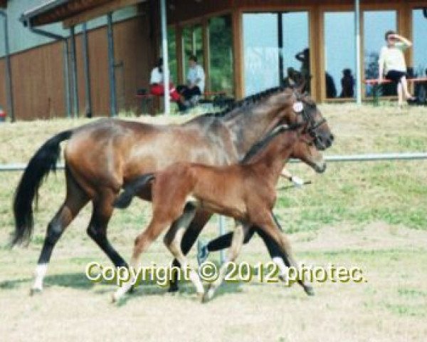 horse Erasmus (Württemberger, 2002, from Epikur)
