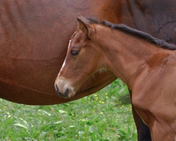horse Alession (Württemberger, 2008, from Alassio's Boy)