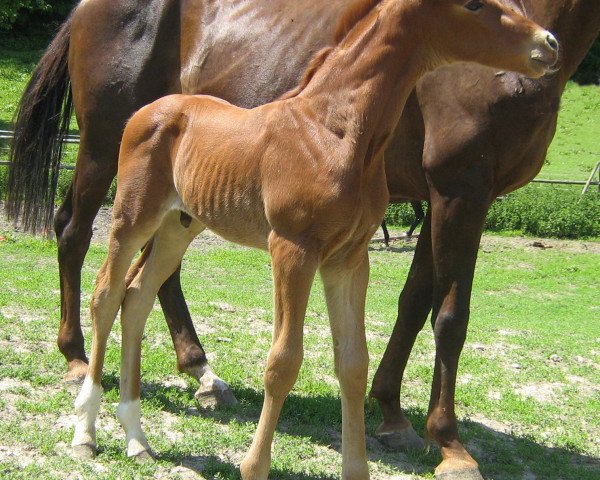 horse Samiro (Württemberger, 2011, from Sir Sandro)