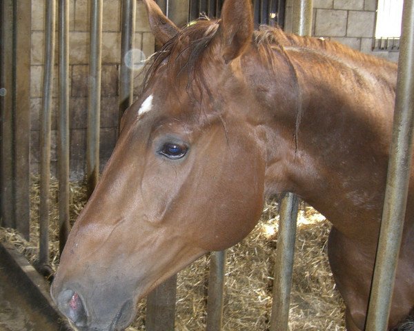 horse Elvis (Württemberger, 2003, from Epikur)