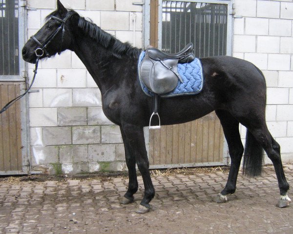 horse Delilah (Württemberger, 2006, from Daramis)