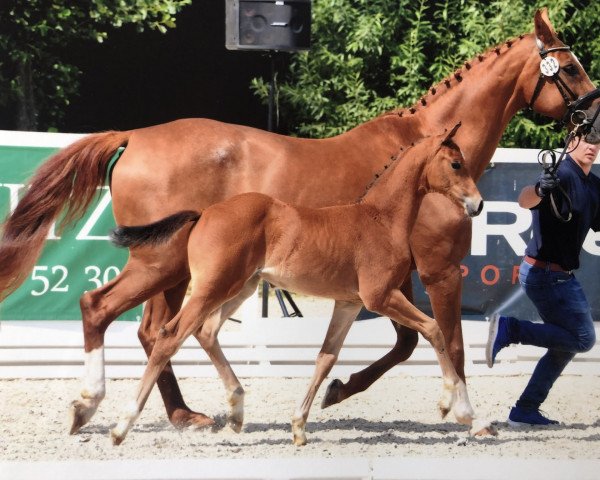 horse Cartagena VS (Oldenburg show jumper, 2019, from Conthargos)