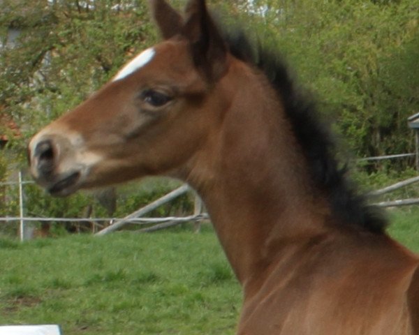 dressage horse Fürst Von Bismarck (Hanoverian, 2015, from Fürst Belissaro)