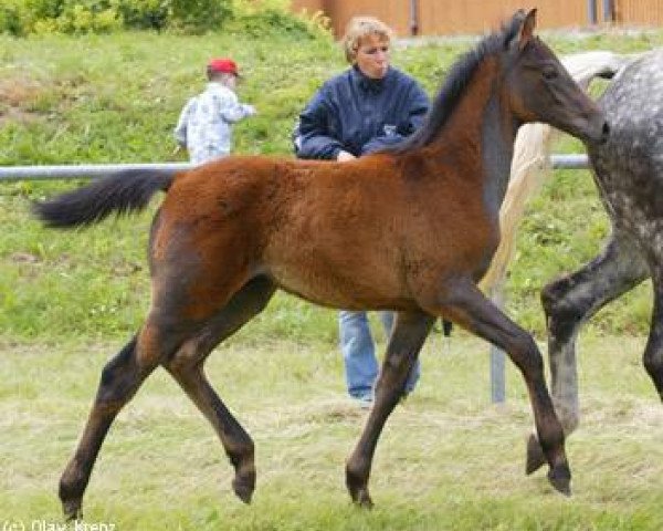 horse Sarolus (Württemberger, 2004, from Samos)