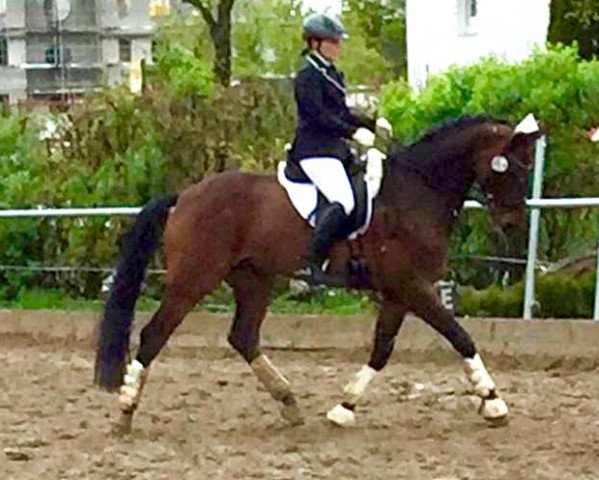 dressage horse Call me Sid (Württemberger, 2009, from Cleverboy)