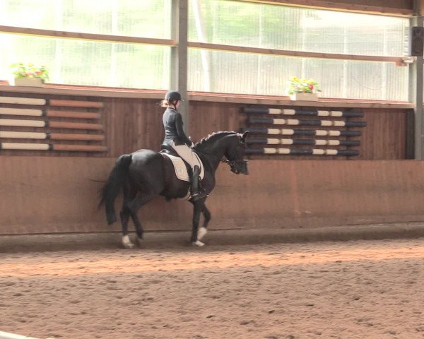 Reitturnier Schwerte-Gut Kückshausen 2016