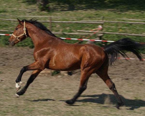 horse Calvin (Württemberger, 2007, from Cesano II)