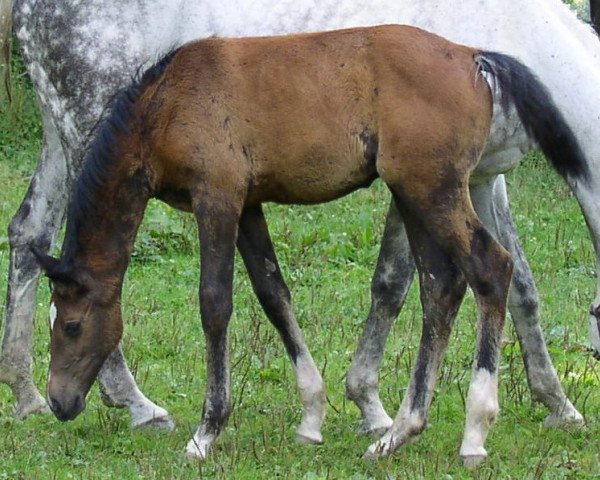 horse Anton (Württemberger, 2005, from Acordelli)