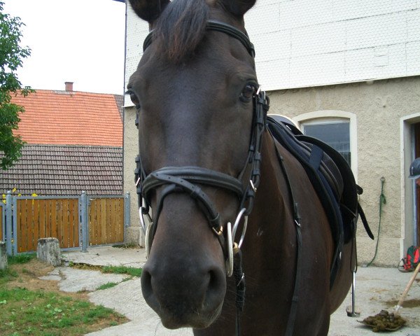 horse Samoa (Württemberger, 1996, from Samos)