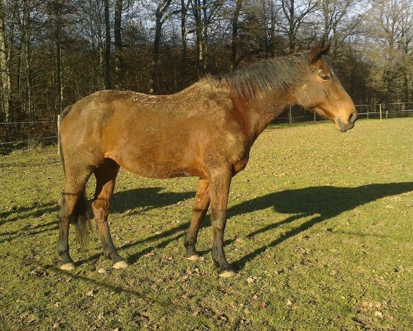 Pferd Angie (Württemberger, 2001, von Assistent)