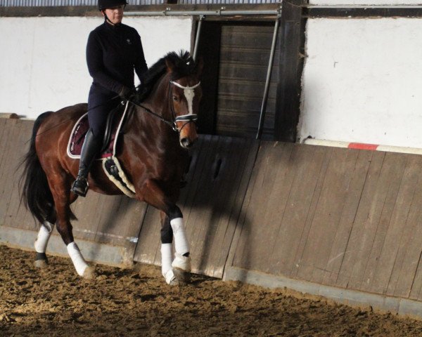 Dressurpferd Fernando 738 (Schwedisches Warmblut, 2010, von Numero Uno)