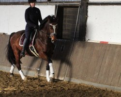 dressage horse Fernando 738 (Swedish Warmblood, 2010, from Numero Uno)