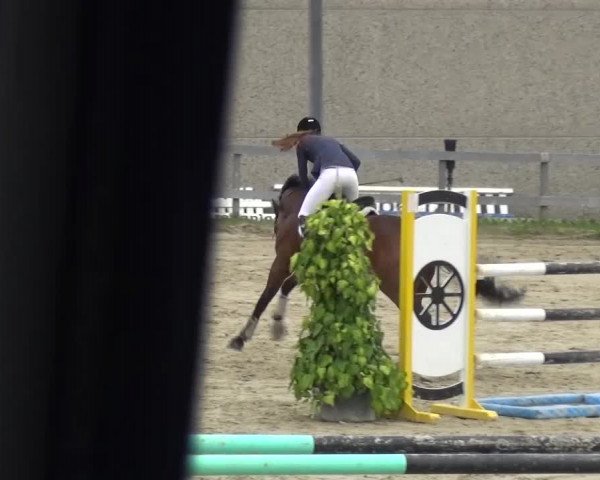 Reitturnier Kalenborn Hegehof 2016
