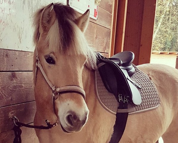 horse Lykka (Fjord Horse, 2012, from Kvest Halsnæs)