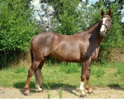 dressage horse First Faryday (Westphalian, 2008, from Floresco NRW)