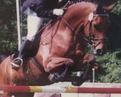 Zuchtstute Arabesque (Hannoveraner, 1992, von Argentinus)