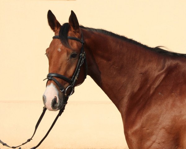 Pferd Quadol (Deutsches Sportpferd, 2011, von Quandolino) Pferd Quadol (Deutsches Sportpferd, 2011, von Quandolino)