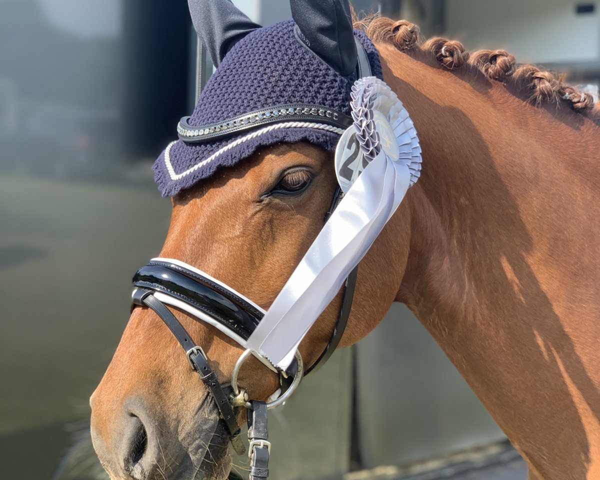 dressage horse Cyranno WE (German Riding Pony, 2008, from Cyriac WE)