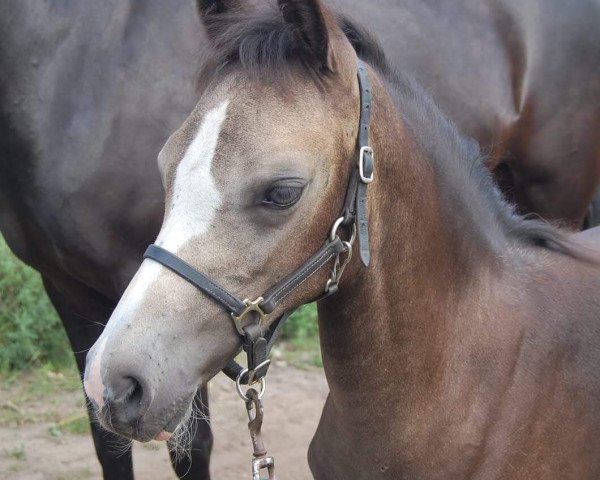 broodmare Emmi Lou (German Riding Pony, 2019, from Diamond Touch NRW)
