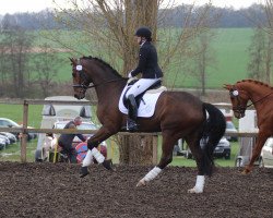 Dressurpferd Ravens Wood (Hannoveraner, 2012, von Blue Hors Romanov)