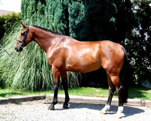 Pferd Caley VA (Holsteiner, 2012, von Casall Ask)