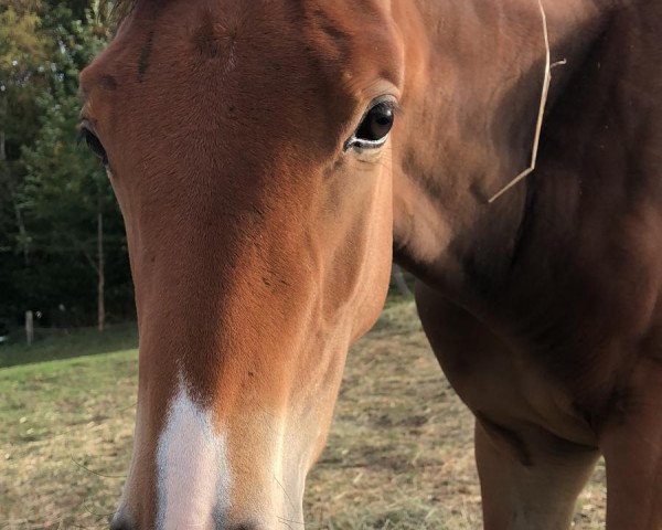 Pferd Baccara (Westfale, 2018, von Baldessarini)