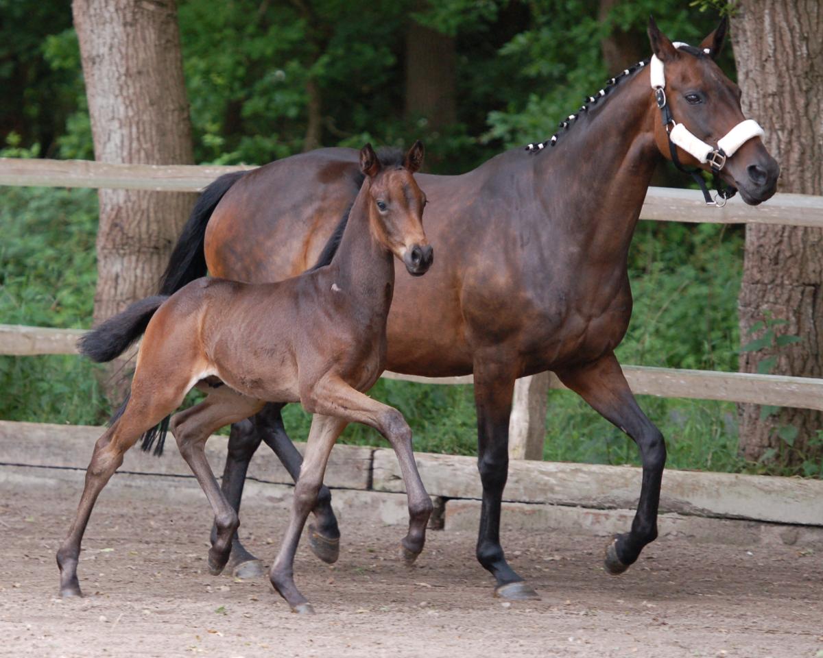 Skokan Patrizio (Trakehner, 2015, od Herzensdieb)