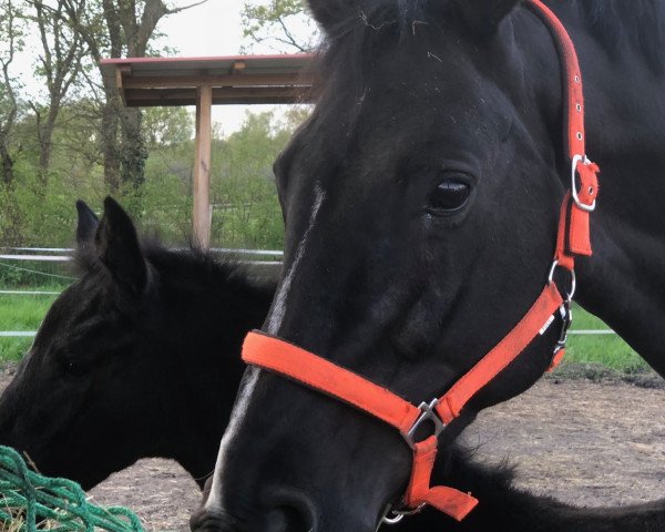 broodmare Grazia (Oldenburg, 2002, from Depardieu 11)