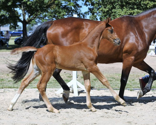 horse Liverpool (Hanoverian, 2019, from Livaldon)