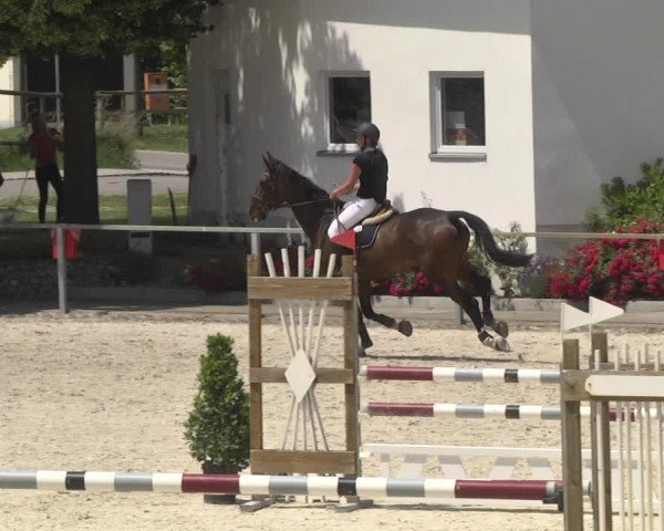 Reitturnier Ingolstadt-Hagau 2016