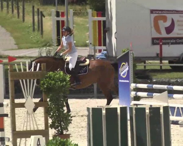 Reitturnier Ingolstadt-Hagau 2016