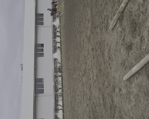 Video von Brutus 37
