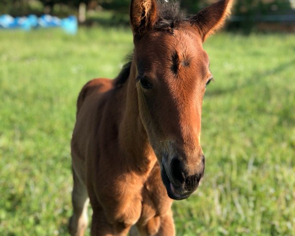 horse WEST Smartwhizmarla (Quarter Horse, 2018, from Out West Whiz)