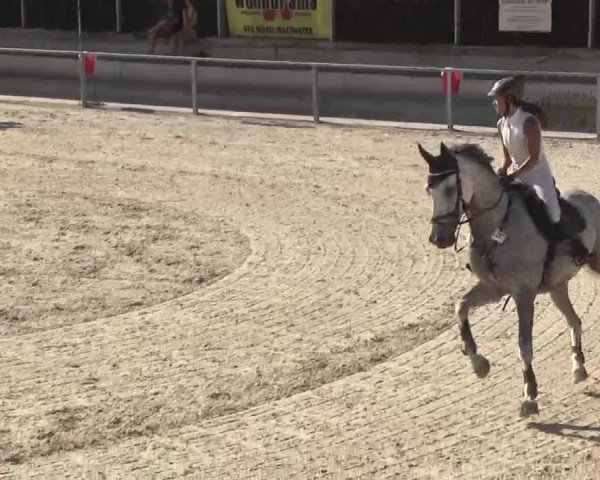 Reitturnier Ingolstadt-Hagau 2016