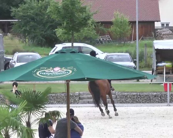 Reitturnier Ingolstadt-Hagau 2016