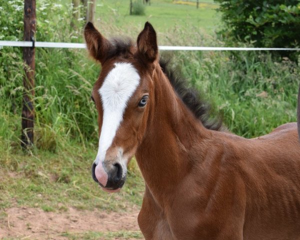 Pferd Number Nine FS (KWPN (Niederländisches Warmblut), 2018, von Tangelo van de Zuuthoeve)