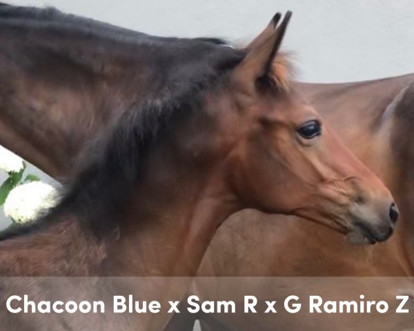horse Occali (KWPN (Royal Dutch Sporthorse), 2019, from Chacoon Blue) horse Occali (KWPN (Royal Dutch Sporthorse), 2019, from Chacoon Blue)