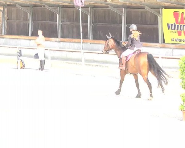 Reitturnier Ingolstadt-Hagau 2016