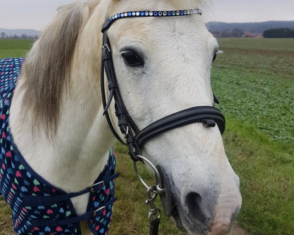 Dressurpferd Meikel (Welsh Pony (Sek.B), 2002, von Glantir Macaulay)