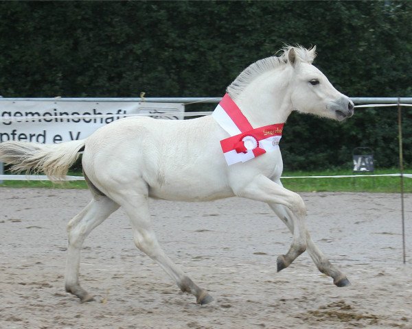 Pferd Faizah (Fjordpferd, 2021, von Komosens Pinocchio)