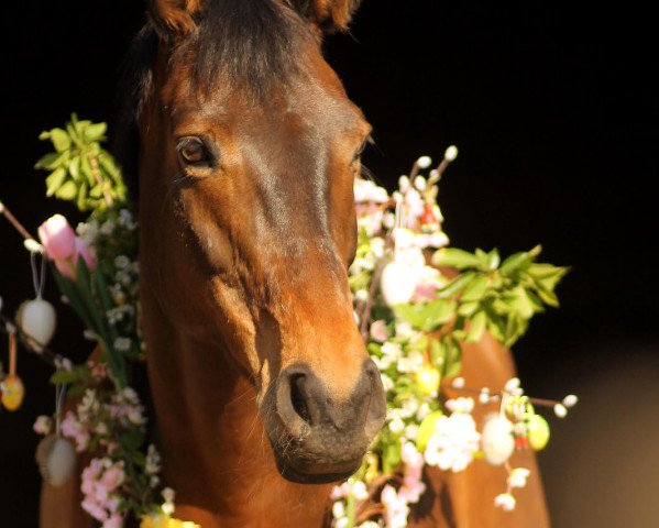 Zuchtstute Bonni Fire (Trakehner, 2008, von Interconti)